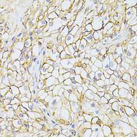 Immunohistochemistry of paraffin-embedded Human kidney using BSG Polyclonal Antibody at dilution of 1:200 (40x lens) .