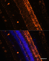 Immunofluorescence analysis of Mouse eye using KCNS2 Polyclonal Antibody at dilution of 1:100 (20x lens) . Blue: DAPI for nuclear staining.