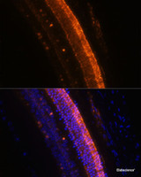 Immunofluorescence analysis of Mouse eye using KCNS2 Polyclonal Antibody at dilution of 1:100 (40x lens) . Blue: DAPI for nuclear staining.