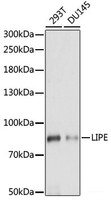 Western blot analysis of extracts of various cell lines using LIPE Polyclonal Antibody at dilution of 1:1000.