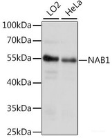 Western blot analysis of extracts of various cell lines using NAB1 Polyclonal Antibody at dilution of 1:1000.