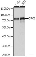 Western blot analysis of extracts of various cell lines using ORC2 Polyclonal Antibody at dilution of 1:1000.
