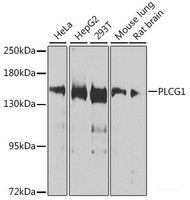 Western blot analysis of extracts of various cell lines using PLCG1 Polyclonal Antibody at dilution of 1:1000.