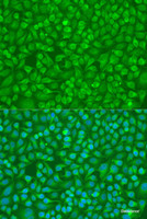 Immunofluorescence analysis of U2OS cells using PLCG1 Polyclonal Antibody at dilution of 1:100. Blue: DAPI for nuclear staining.