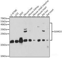 Western blot analysis of extracts of various cell lines using SUMO3 Polyclonal Antibody at dilution of 1:1000.