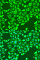 Immunofluorescence analysis of U2OS cells using AURKA Polyclonal Antibody at dilution of 1:100. Blue: DAPI for nuclear staining.