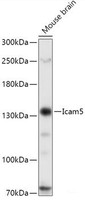 Western blot analysis of extracts of Mouse brain using Icam5 Polyclonal Antibody at dilution of 1:1000.