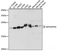 Western blot analysis of extracts of various cell lines using MPHOSPH6 Polyclonal Antibody at dilution of 1:1000.