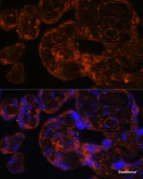 Immunofluorescence analysis of Human placenta using Factor IX / F9 Polyclonal Antibody at dilution of 1:100 (40x lens) . Blue: DAPI for nuclear staining.