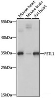 Western blot analysis of extracts of various cell lines using FSTL1 Polyclonal Antibody at dilution of 1:1000.