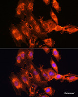 Immunofluorescence analysis of C6 cells using FSTL1 Polyclonal Antibody at dilution of 1:100. Blue: DAPI for nuclear staining.
