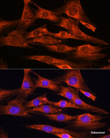 Immunofluorescence analysis of NIH/3T3 cells using FSTL1 Polyclonal Antibody at dilution of 1:100. Blue: DAPI for nuclear staining.