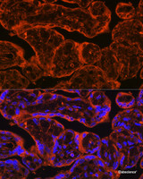 Immunofluorescence analysis of Human placenta using FSTL1 Polyclonal Antibody at dilution of 1:100. Blue: DAPI for nuclear staining.