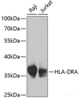 Western blot analysis of extracts of various cell lines using HLA-DRA Polyclonal Antibody at dilution of 1:1000.