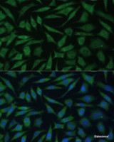 Immunofluorescence analysis of L929 cells using REXO2 Polyclonal Antibody at dilution of 1:100 (40x lens) . Blue: DAPI for nuclear staining.