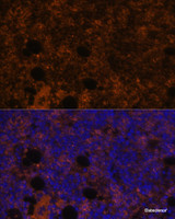 Immunofluorescence analysis of Rat bone marrow using CD11B Polyclonal Antibody at dilution of 1:100. Blue: DAPI for nuclear staining.