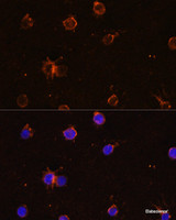 Immunofluorescence analysis of THP-1 cells using CD11B Polyclonal Antibody at dilution of 1:100. Blue: DAPI for nuclear staining.
