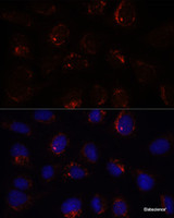 Immunofluorescence analysis of U-2 OS cells using BZW2 Polyclonal Antibody at dilution of 1:100. Blue: DAPI for nuclear staining.