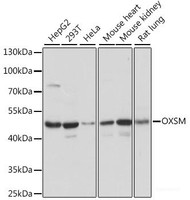 Western blot analysis of extracts of various cell lines using OXSM Polyclonal Antibody at dilution of 1:1000.