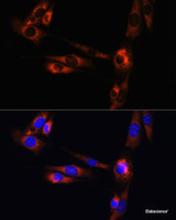 Immunofluorescence analysis of NIH/3T3 cells using ADORA2A Polyclonal Antibody at dilution of 1:100. Blue: DAPI for nuclear staining.