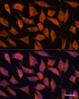 Immunofluorescence analysis of L929 cells using KIF13A Polyclonal Antibody at dilution of 1:100. Blue: DAPI for nuclear staining.