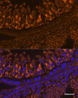 Immunofluorescence analysis of Rat testis using ELSPBP1 Polyclonal Antibody at dilution of 1:100. Blue: DAPI for nuclear staining.