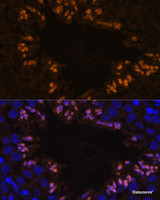 Immunofluorescence analysis of Mouse testis using ELSPBP1 Polyclonal Antibody at dilution of 1:100. Blue: DAPI for nuclear staining.
