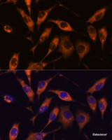 Immunofluorescence analysis of L929 cells using ATL2 Polyclonal Antibody at dilution of 1:100. Blue: DAPI for nuclear staining.