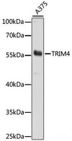 Western blot analysis of extracts of A375 cells using TRIM4 Polyclonal Antibody at dilution of 1:1000.