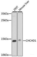 Western blot analysis of extracts of various cell lines using CHCHD1 Polyclonal Antibody at dilution of 1:1000.