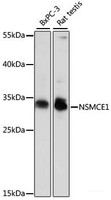 Western blot analysis of extracts of various cell lines using NSMCE1 Polyclonal Antibody at dilution of 1:1000.