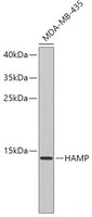 Western blot analysis of extracts of MDA-MB-435 cells using HAMP Polyclonal Antibody.