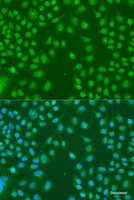 Immunofluorescence analysis of U2OS cells using HNRNPCL1 Polyclonal Antibody at dilution of 1:100. Blue: DAPI for nuclear staining.