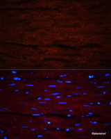Immunofluorescence analysis of Rat heart using LAMC1 Polyclonal Antibody at dilution of 1:100. Blue: DAPI for nuclear staining.