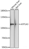 Western blot analysis of extracts of various cell lines using ATP1A3 Polyclonal Antibody at dilution of 1:1000.