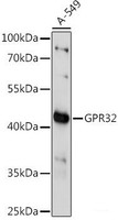 Western blot analysis of extracts of A-549 cells using GPR32 Polyclonal Antibody at dilution of 1:1000.