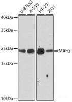 Western blot analysis of extracts of various cell lines using MAFG Polyclonal Antibody at dilution of 1:1000.