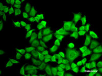 Immunofluorescence analysis of A-549 cells using DHFR Polyclonal Antibody