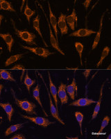 Immunofluorescence analysis of L929 cells using CCDC6 Polyclonal Antibody at dilution of 1:100. Blue: DAPI for nuclear staining.