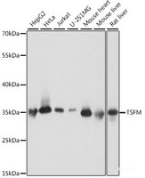 Western blot analysis of extracts of various cell lines using TSFM Polyclonal Antibody at dilution of 1:1000.