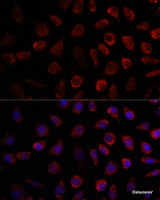 Immunofluorescence analysis of L929 cells using PDE11A Polyclonal Antibody at dilution of 1:100. Blue: DAPI for nuclear staining.