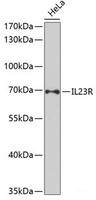 Western blot analysis of extracts of HeLa cells using IL23R Polyclonal Antibody at dilution of 1:1000.