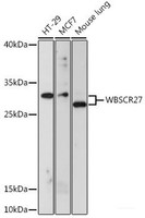 Western blot analysis of extracts of various cell lines using WBSCR27 Polyclonal Antibody at dilution of 1:1000.