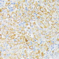 Immunohistochemistry of paraffin-embedded Rat ovary using USP33 Polyclonal Antibody at dilution of 1:100 (40x lens) .