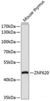 Western blot analysis of extracts of Mouse thymus using ZNF620 Polyclonal Antibody at dilution of 1:1000.