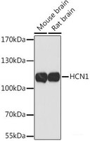 Western blot analysis of extracts of various cell lines using HCN1 Polyclonal Antibody at dilution of 1:1000.