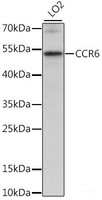 Western blot analysis of extracts of LO2 cells using CCR6 Polyclonal Antibody at dilution of 1:1000.