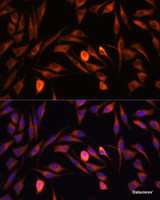 Immunofluorescence analysis of L929 cells using PTCD1 Polyclonal Antibody at dilution of 1:100. Blue: DAPI for nuclear staining.