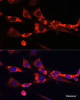 Immunofluorescence analysis of NIH/3T3 cells using SELL Polyclonal Antibody at dilution of 1:100. Blue: DAPI for nuclear staining.