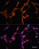 Immunofluorescence analysis of NIH/3T3 cells using LPL Polyclonal Antibody at dilution of 1:100. Blue: DAPI for nuclear staining.